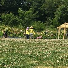 広い広場でピクニックなんていかがでしょうか？