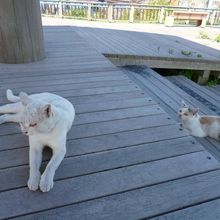 ごろごろ。にゃーん。