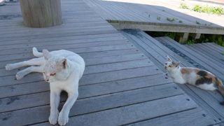 猫がくつろぐ公園。