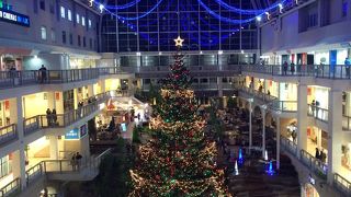 ジャンボツリーを見に行くだけでも価値あり。