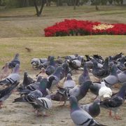 鳥が集まる。