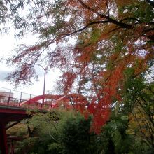 もみじ越しの高津戸橋