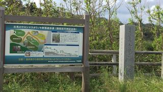 天然記念物です～古見のサキシマスオウノキ群落～