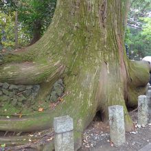 大きなたこ杉の木と根っこ