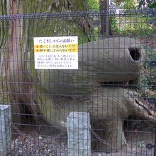 たこ杉の根っこ