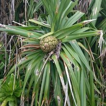 道の脇にパイナップル🍍？？？