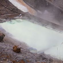 真っ白、真っ黄色です