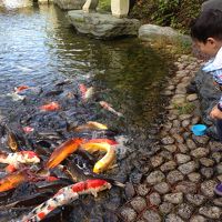 お庭の鯉はとても勢いあります。