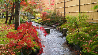 もみじの永観堂。さすがに混んでいます