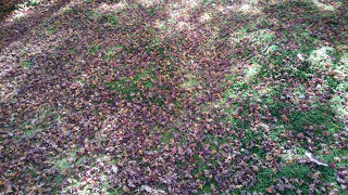 竹林がいい感じ！