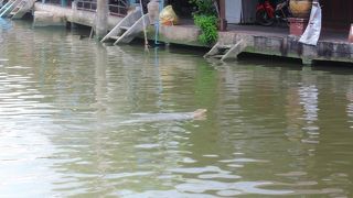 トカゲが泳いでいる