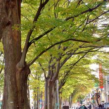 ケヤキ並木