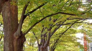 天然記念物です