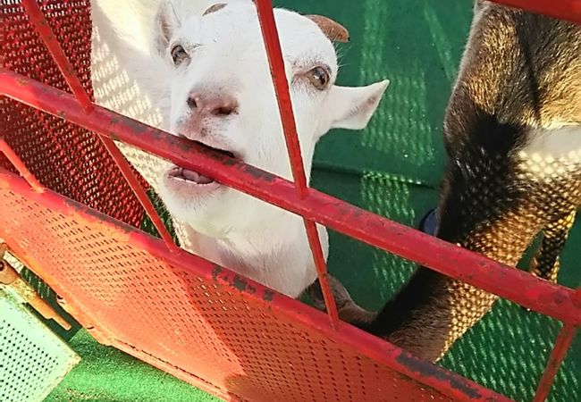 いちご動物園 クチコミ アクセス 営業時間 香嵐渓 白鷺温泉 笹戸温泉 フォートラベル いちご動物園 クチコミ アクセス 営業時間 香嵐渓 白鷺温泉 笹戸温泉 フォートラベル
