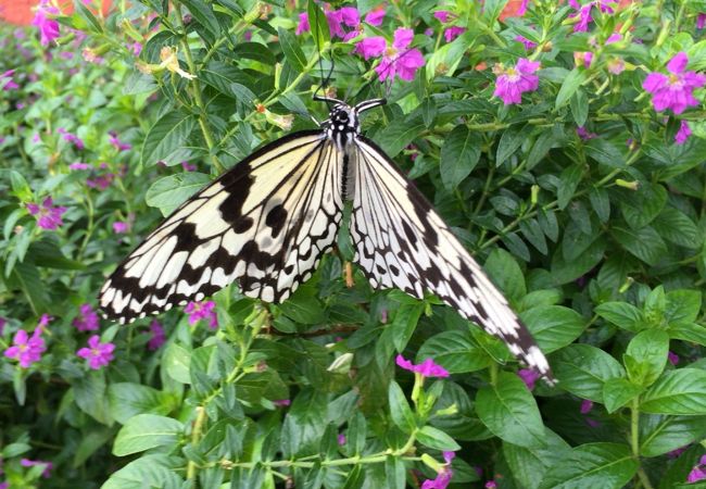 群馬県立ぐんま昆虫の森 クチコミ アクセス 営業時間 赤城山周辺 フォートラベル