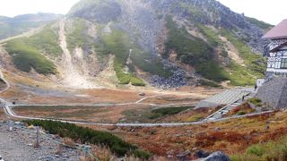 高山植物お花畑