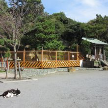 ネコちゃんお昼寝・広場　2015.11撮影