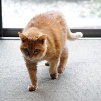 ビジネス観光ホテル 河合 飼い猫　年齢20歳