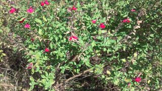 チェリーセイジの丘