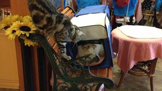 台湾の元祖猫カフェ。