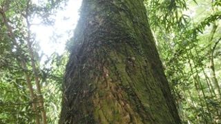 山道を歩きます