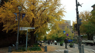 イチョウ並木が見頃です