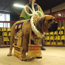 ワンちゃん好きな方必見