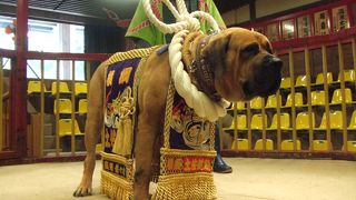 ワンちゃん好きの方必見