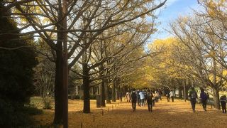 東京立川市  昭和記念公園のイチョウ