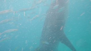 期待が大きすぎたかも