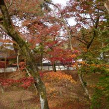 見事な紅葉（道路より）
