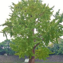 イチョウの樹