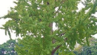 樹齢は１５０年を越えるようです