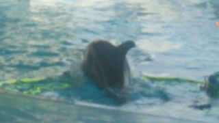 イルカショーとクラゲのゾーンがお勧め