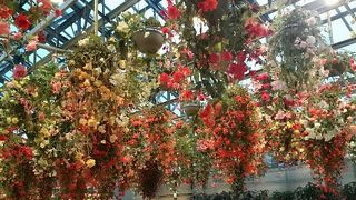 溢れんばかりのベゴニア