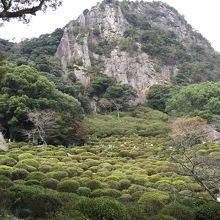 つつじの時期はさらに綺麗