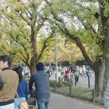 黄色くなっているのは１／２〜１／３ほどです