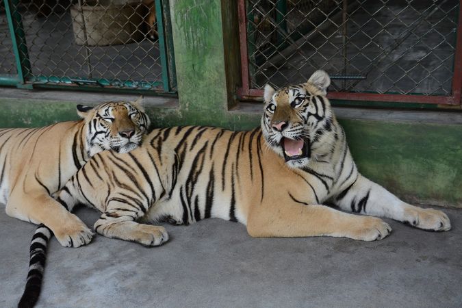 タイガー キングダム