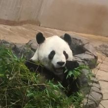 東京都恩賜上野動物園 東京都台東区 By Tomo Papa 東京都恩賜上野動物園のクチコミ フォートラベル