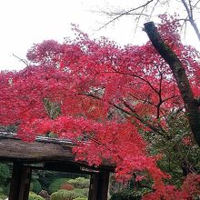 紅葉はキレイでした。