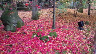 紅葉も終わりかけでしたが素敵な庭園でした