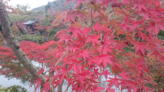 拝観料は高いが紅葉が素晴らしい
