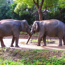 じゃれているぞうさん