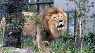 サバンナでライオンの咆哮