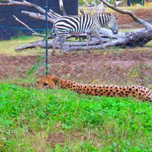 なまのチータを初めて見ました