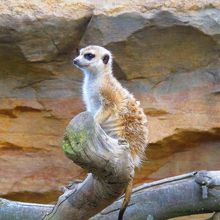 見張りに専念するミーアキャット