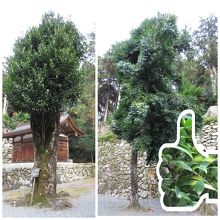 日吉雄梛（左）と雌梛（右）雌梛には実がなってました。