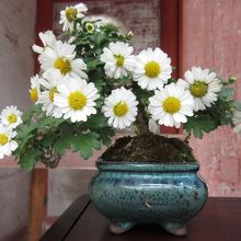 楼門前には、菊の花が展示されています