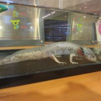 フロント脇にいるうーぱーちゃん