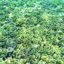 大神島の南側の沖、これが「琉球菊花珊瑚」見事でした。激美！！